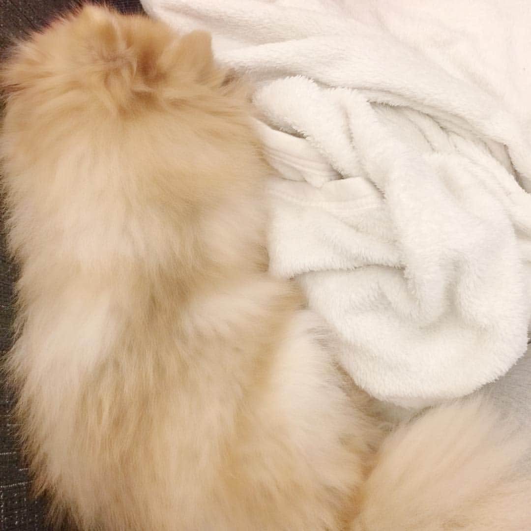山崎みどりさんのインスタグラム写真 - (山崎みどりInstagram)「#寒いからか #毛布にうずくまる #たぬ #くぅくぅ寝てます #Pomeranian #sleepe」12月5日 23時13分 - midori_yamasaki_