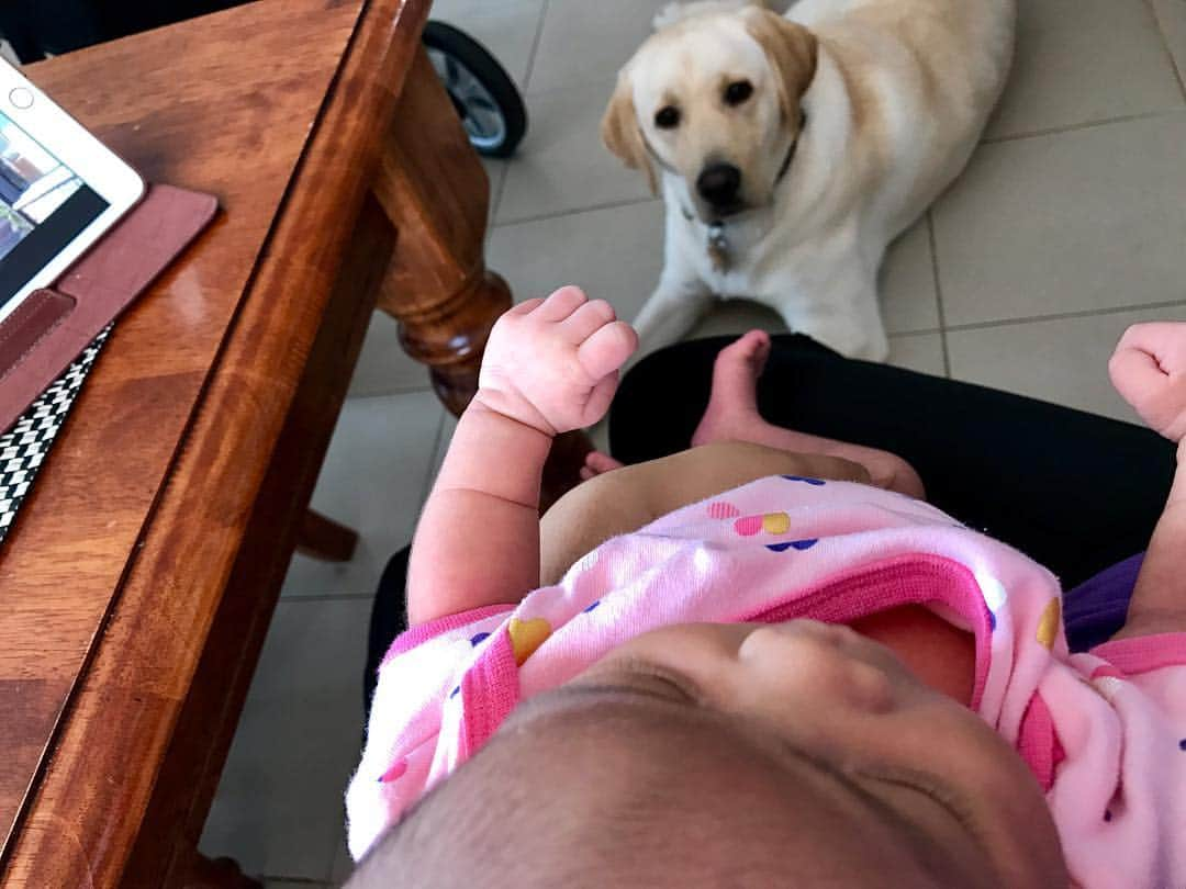 Rocky the Labのインスタグラム：「Guarding this little human 👧🏻 #EnglishLabrador #LabradorRetriever #labrador #labradorable  #labradorlife #labradorlover #labradorpuppy #itsalabthing #ilovemylab #justlabradors #TalesOfALab #yellowlaboftheday #yellowlabrador #yellowlab #worldofmylab #worldoflabs #dogsofinstagram #petstagram #labradorsofinstagram #hungryforattention #dogsofinstagram #TopDogPhoto #labradoroftheday #spoilt #bodyguardmode #watchingoverlittlesis」