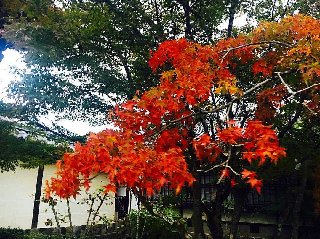 神室舞衣さんのインスタグラム写真 - (神室舞衣Instagram)「来年こそは紅葉をゆっくり楽しみたいな🍁」12月6日 13時39分 - maikamuro.official