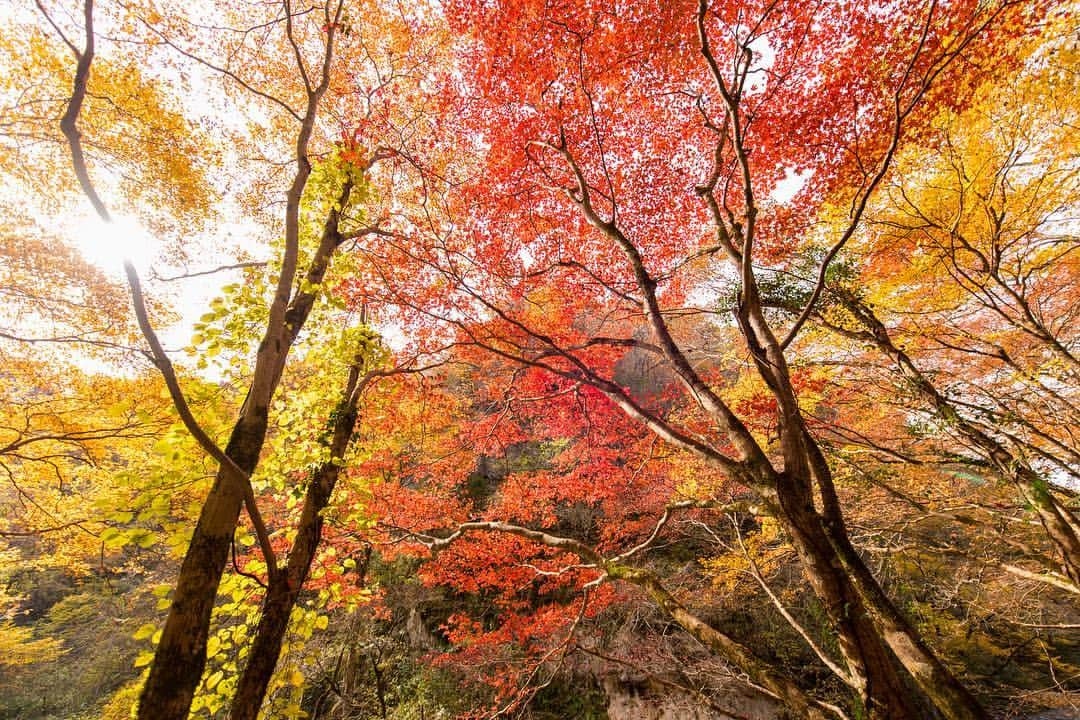 オムのインスタグラム：「* * Colors. * * 紅葉の季節も終わったけど、他に出すの無いのでアップですw いつの間にか12月ですね。なんでもう12月なの？🤔 * 全然話変えようと思ったけど、買える話題もなかったので、お疲れ様でした。 ※ ※ #taishakukyo #秋旅 #airy_pics #phos_japan #japan_daytime_view #timeoutsociety #instagramhub #ig_worldclub #instaaaaah #instamood #instagood #igersjp #lovers_nippon 広島県 #nature_brilliance #Nikon_Photography_ #NatureAddict #nikonphoto_ #photowall #special_shots #shotaward #tokyocameraclub #team_jp_ #team_jp_西 #webstapick #東京カメラ部 #写真好きな人と繋がりたい #ファインダー越しの私の世界 #ダレカニミセタイケシキ #lovers_nippon_2016秋」