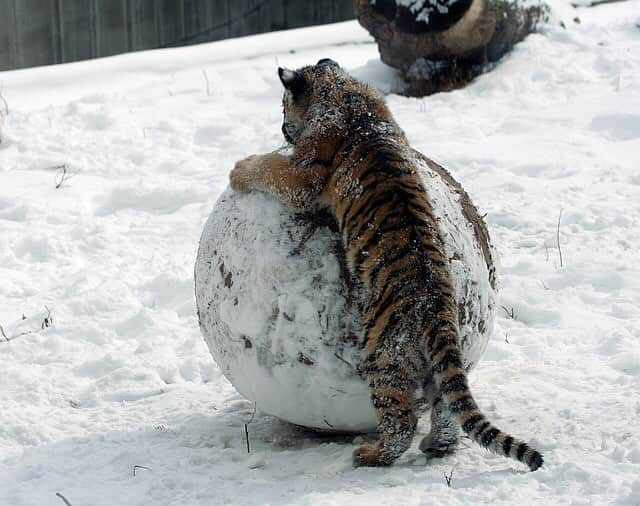 BabyAnimalのインスタグラム：「トラの赤ちゃん🐯 #とら #tiger #雪 #snow #animal #baby #animals #instalike#動物 #cuteanimal #可愛い #動物好き #動物好きな人と繋がりたい #instaanimal #animallovers #babyanimalstagram #follow #instagood #followme #l4l #instapic #instaphoto #like #photo #nice」