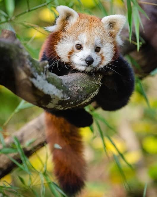 BabyAnimalのインスタグラム：「#レッサーパンダ #redpanda #手 #animal #baby #animals #instalike#動物 #cuteanimal #可愛い #動物好き #動物好きな人と繋がりたい #instaanimal #animallovers #babyanimalstagram #follow #instagood #followme #l4l #instapic #instaphoto #like #photo #nice」