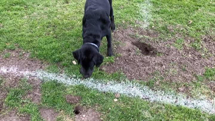 ダン・エストリンのインスタグラム：「He's been begging me for weeks to do the #mannequinchallenge and I finally gave in. I know- his head moves a tiny bit but give him a break. He's a fucking dog #dogsofinstagram #labsofinstagram」