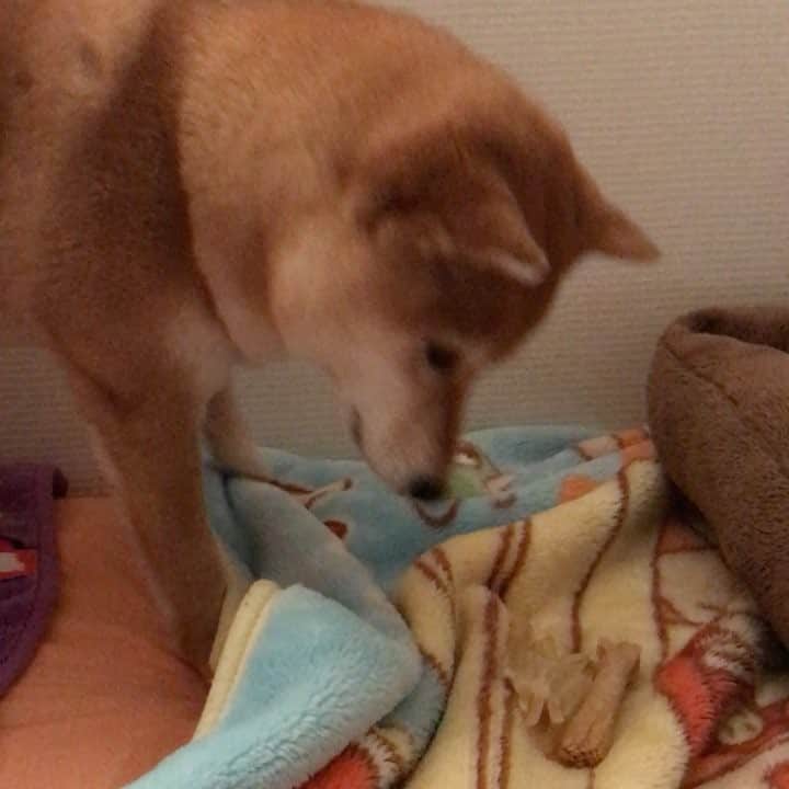 マロたんのインスタグラム：「I will hid that snack. ガムもろたん🍖ここに隠しとこ！ #柴犬 #shiba #shibainu #weeklyfluff #ilovemydog」