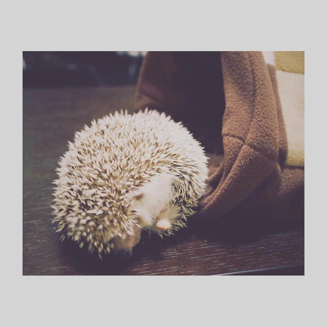 はりやま けんいちのインスタグラム：「なんか転がり出てきた！ #ハリネズミ #hedgehog #instahedgehog #kawaii #きょうけん」
