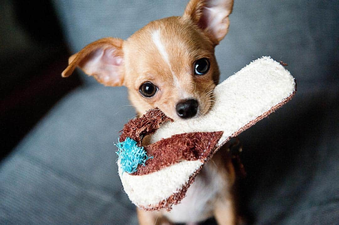 BabyAnimalのインスタグラム：「#チワワ #dog #dogstagram #子犬 #犬 #baby #animals #instalike#動物 #cuteanimal #可愛い #動物好き #動物好きな人と繋がりたい #instaanimal #animallovers #babyanimalstagram #follow #instagood #followme #l4l #instapic #instaphoto #like #photo #nice」