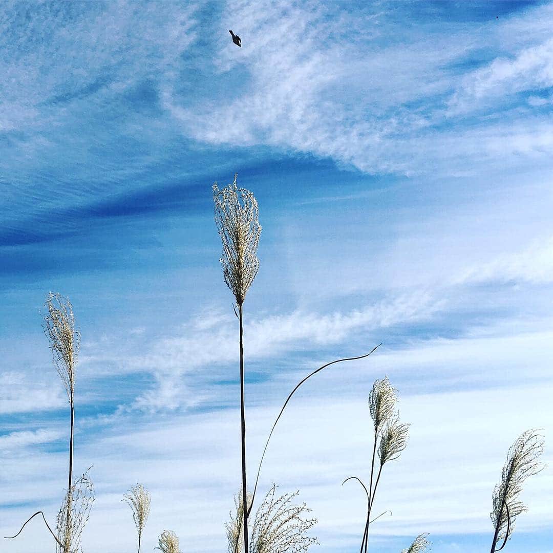 中山美穂さんのインスタグラム写真 - (中山美穂Instagram)「すすきと鳥と空模様。 今日の暦は天赦日。 年に5、6日しかない大吉日ですって。 素晴らしいロケ日和。」12月8日 13時59分 - _miho_nakayama_