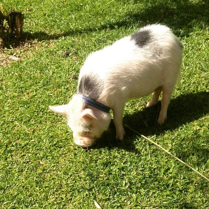 Barbie The Pigのインスタグラム：「- Hello friend! Beautiful day In my grandmother! #Love #amor #fazenda #nice #cool #imback #me #3years」