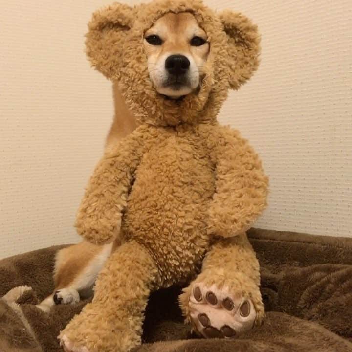 マロたんのインスタグラム：「It's my secret identity.🐻👉🐕 世をしのぶ仮の姿から犬に🐻👉🐕 #柴犬#shiba #shibainu  #weeklyfluff #ilovemydog」