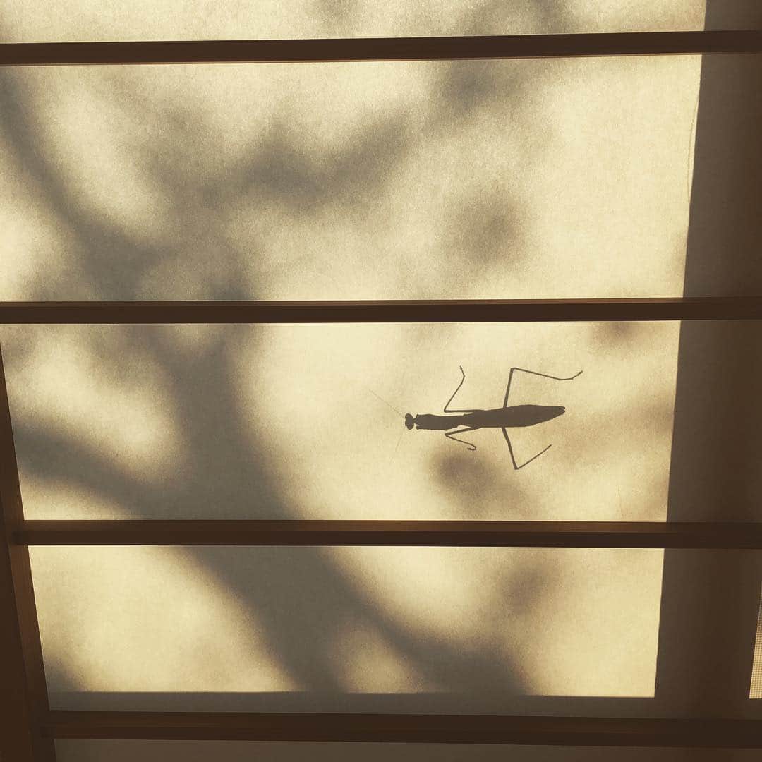 志摩有子さんのインスタグラム写真 - (志摩有子Instagram)「いつものお宿にチェックイン。 窓の外に季節はずれのお客さま。 #湯河原 #温泉 #石葉 #定宿 #カマキリくん #いらっしゃい」12月9日 15時56分 - ariko418