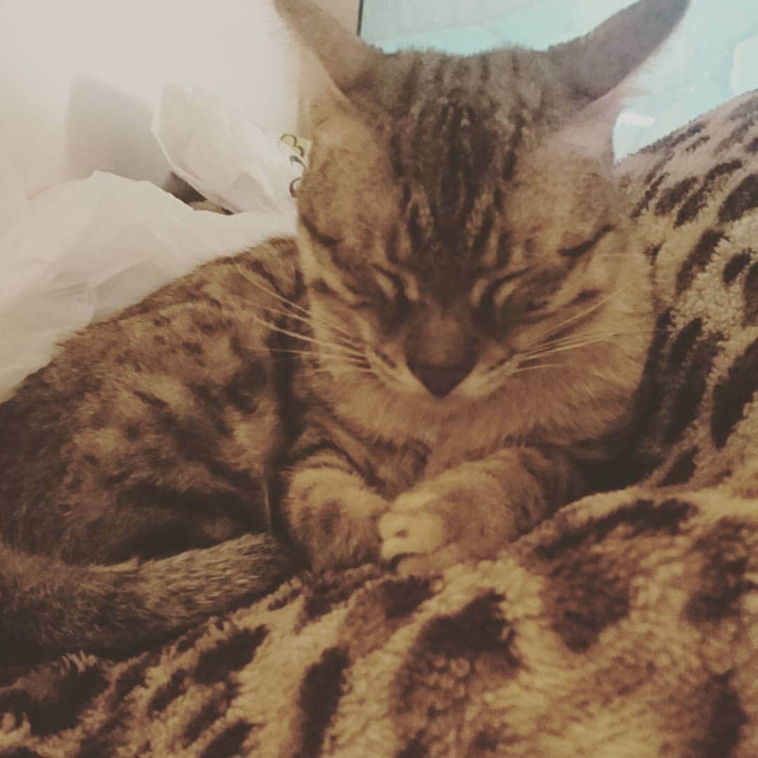 タイタンのインスタグラム：「Sleepy Titan 😴  #titanthemiraclekitten #titan #cats #catsofinstagram #foreverkitten #kittylove #kitten #kitty」