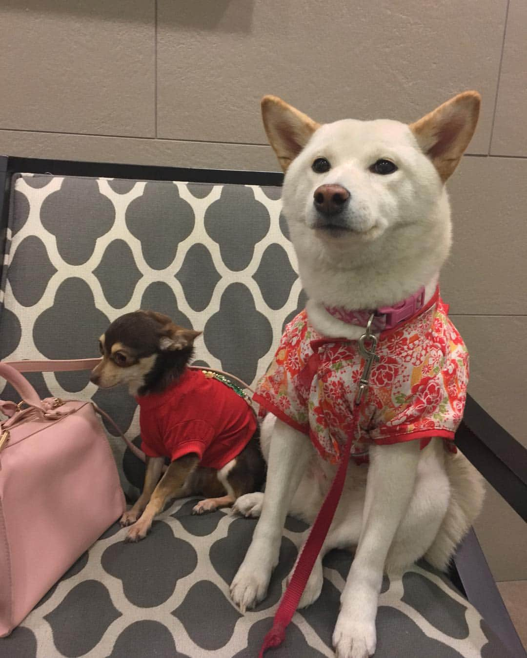 Tofu The Shibaのインスタグラム：「The type of photo of the kids at a holiday party but the kids honestly don't care to take the picture. Parents just don't understand, right Kingston?」