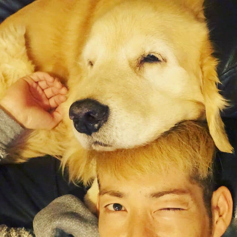 村内孝志のインスタグラム：「みみさん💕  #iloveanimals #dog #goldenretriver」