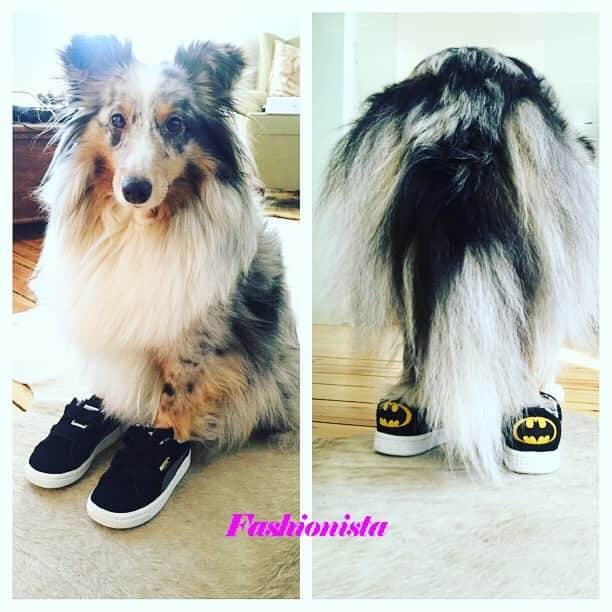 ビアンカ・シュミットのインスタグラム：「#maybe#sheltie#fashionista #puma#pumashoes#badman#supersweet」