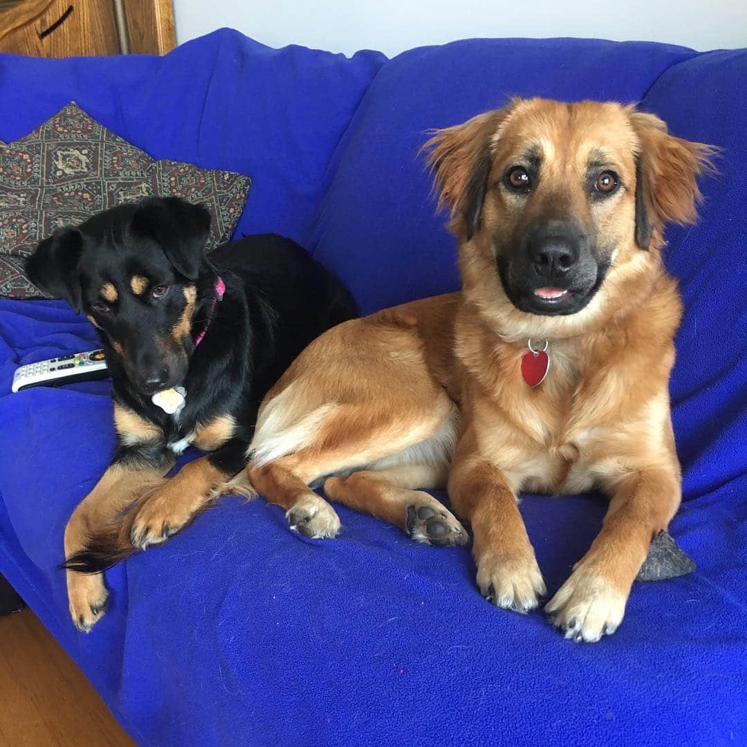 adidas Basketballのインスタグラム：「Hanging with my top dog jk I hate her」