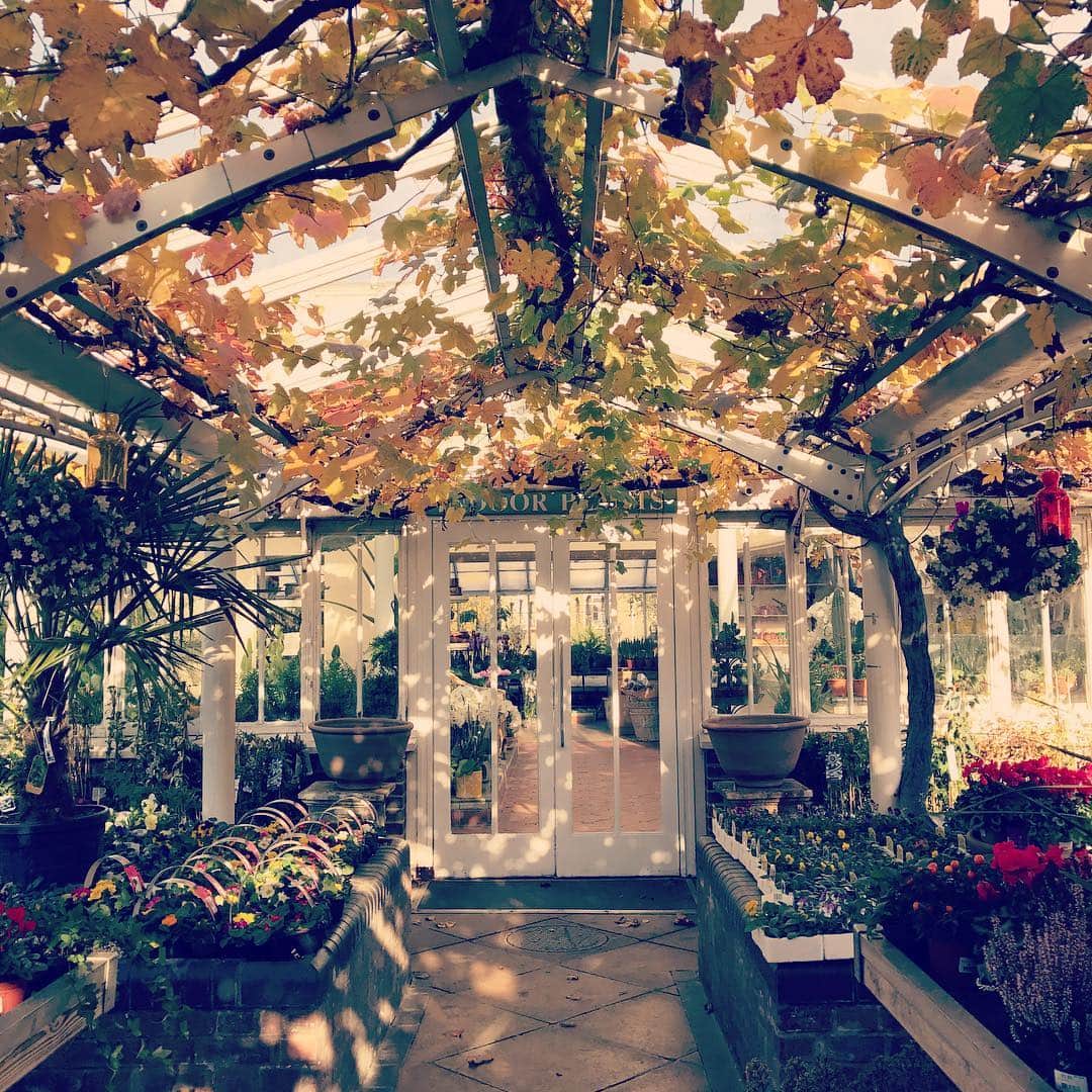 MEGのインスタグラム：「🍂🍁🍃🍂🍁🍂🍁🍂」