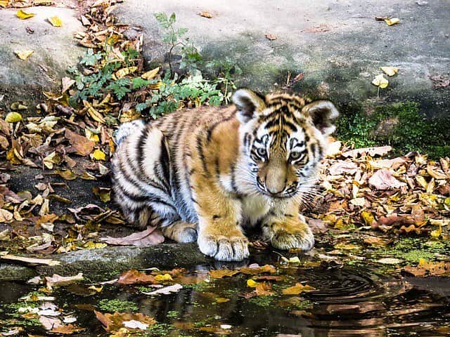 BabyAnimalのインスタグラム：「トラの赤ちゃん🐯 #animal #baby #animals #instalike#動物 #cuteanimal #可愛い #動物好き #動物好きな人と繋がりたい #instaanimal #animallovers #babyanimalstagram #follow #instagood #followme #l4l #instapic #instaphoto #like #photo #nice」