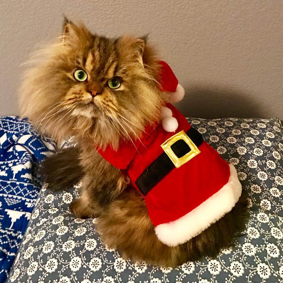 さんのインスタグラム写真 - (Instagram)「I look great in red #catsanta #holidaypet」12月17日 8時47分 - smushball