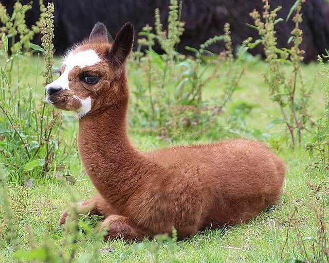 BabyAnimalのインスタグラム：「#アルパカ #alpaca #baby #animals #instalike#動物 #cuteanimal #可愛い #動物好き #動物好きな人と繋がりたい #instaanimal #animallovers #babyanimalstagram #follow #instagood #followme #l4l #instapic #instaphoto #like #photo #nice」