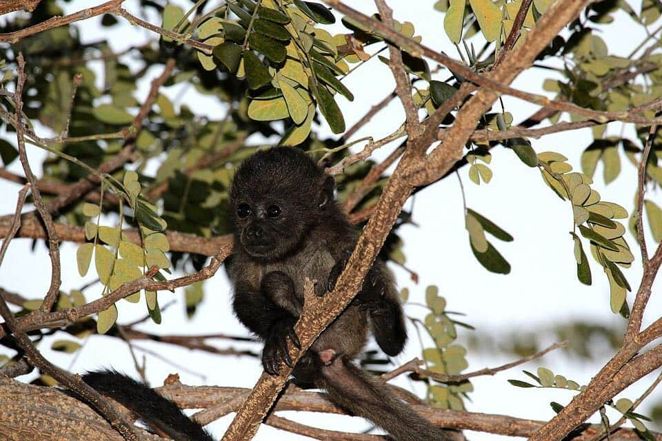 BabyAnimalさんのインスタグラム写真 - (BabyAnimalInstagram)「#さる #猿 #monkey #baby #animals #instalike#動物 #cuteanimal #可愛い #動物好き #動物好きな人と繋がりたい #instaanimal #animallovers #babyanimalstagram #follow #instagood #followme #l4l #instapic #instaphoto #like #photo #nice」12月19日 23時03分 - baby_animalstagram