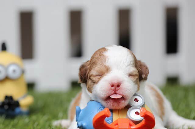 BabyAnimalのインスタグラム：「#dog #dogstagram #子犬 #犬 #baby #animals #instalike#動物 #cuteanimal #可愛い #動物好き #動物好きな人と繋がりたい #instaanimal #animallovers #babyanimalstagram #follow #instagood #followme #l4l #instapic #instaphoto #like #photo #nice」
