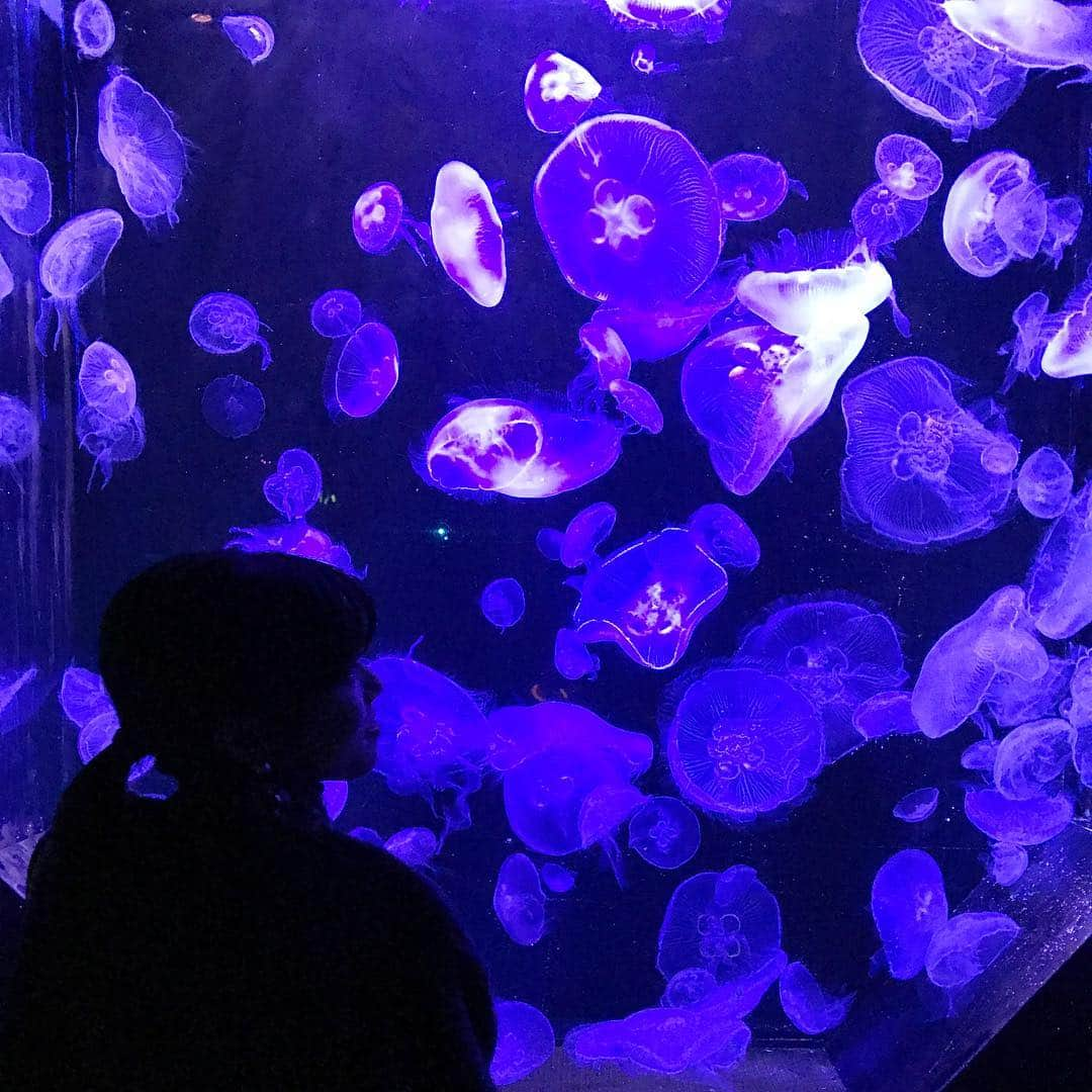 Moeka Horisakiさんのインスタグラム写真 - (Moeka HorisakiInstagram)「. くらげとごっつ！ . . #シーパラ#くらげ#水族館 #くらげ見ると上戸彩のドラマ思い出す #名前思い出せないけど#好きなドラマ #ごっつとシーパラで大騒ぎ #せいうち大きすぎて大騒ぎ #暗すぎて怖いナイトアクアリウム #でもオススメ#楽しすぎた」12月22日 23時53分 - moeka1119