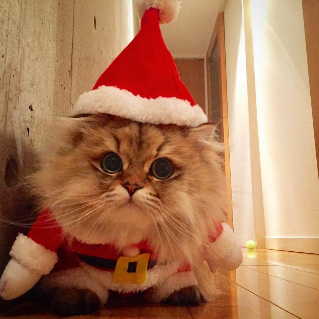 にこさんのインスタグラム写真 - (にこInstagram)「Christmas eve eve🐱🎄🎅 . サンタニコロース。 . 歩いたら可愛いんだろうけど、 ニコはピクりとも動かない。 . #ねこ#クリスマス #サンタ#着ぐるみ #もふもふ部#ペルシャ #にゃんすたぐらむ #ねこすたぐらむ #チンチラゴールデン #christmas#xmas #catsofworld#xmaseve #catsofinstagram #catmyboss#santaclaus  #bestcats_oftheworld #petstagram#catstagram #catstoday#gato#고양이 #catlover#instapets #petdaysapp#catmeow #catoftheday#petoftheday #igcutest_animals#meowbox」12月23日 15時09分 - nikon.neko.official