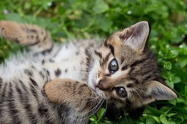 BabyAnimalのインスタグラム：「#猫 #子猫 #cat #catstagram #baby #animals #instalike#動物 #cuteanimal #可愛い #動物好き #動物好きな人と繋がりたい #instaanimal #animallovers #babyanimalstagram #follow #instagood #followme #l4l #instapic #instaphoto #like #photo #nice」