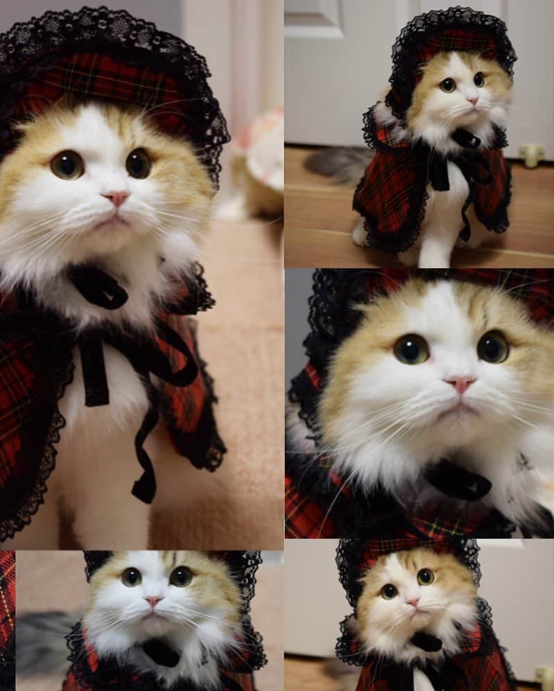 マンチカンのココ王子さんのインスタグラム写真 - (マンチカンのココ王子Instagram)「昨日の載せなかったショット、せっかくだからup✨ ピントの合い方で合成みたいに見えるけど、ちゃんと着てます😊 #ゴスロリ#フランス人形#マリーアントワネット#ペルシャ#ペルシャ猫#ニャイドル#アイドル猫#美猫」1月8日 14時41分 - cocolog_cat