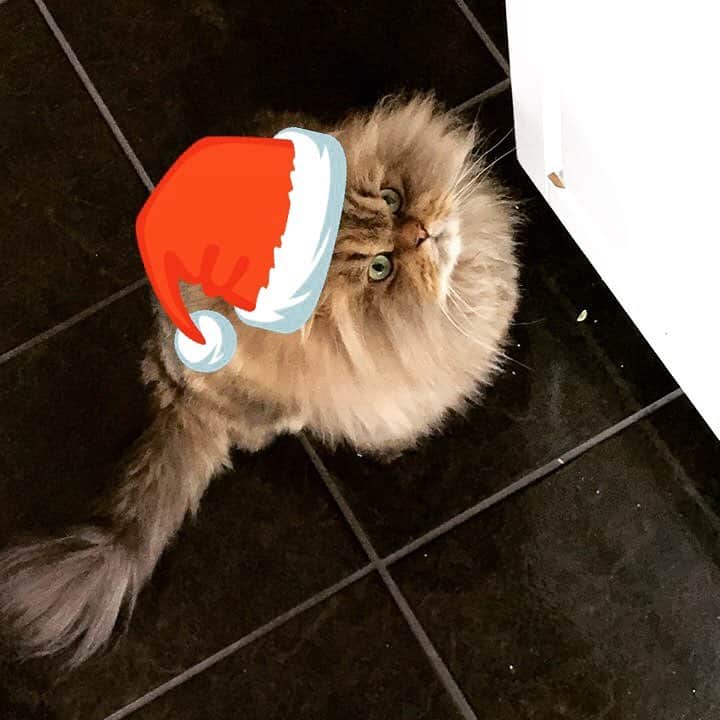 さんのインスタグラム写真 - (Instagram)「Happy holidays! Now give me that salmon on the table」12月25日 4時15分 - smushball