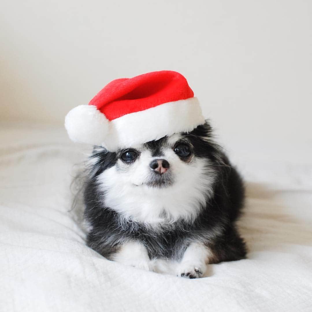 ダダさんのインスタグラム写真 - (ダダInstagram)「"Merry Christmas & Happy holidays!"」12月25日 12時20分 - dog_dada