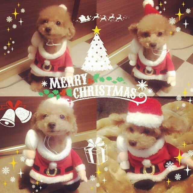 希志あいのさんのインスタグラム写真 - (希志あいのInstagram)「✨🎅🏻Merry Christmas🎄✨ #小さいサンタさん #一緒にパーティー」12月25日 19時48分 - aino_kishi