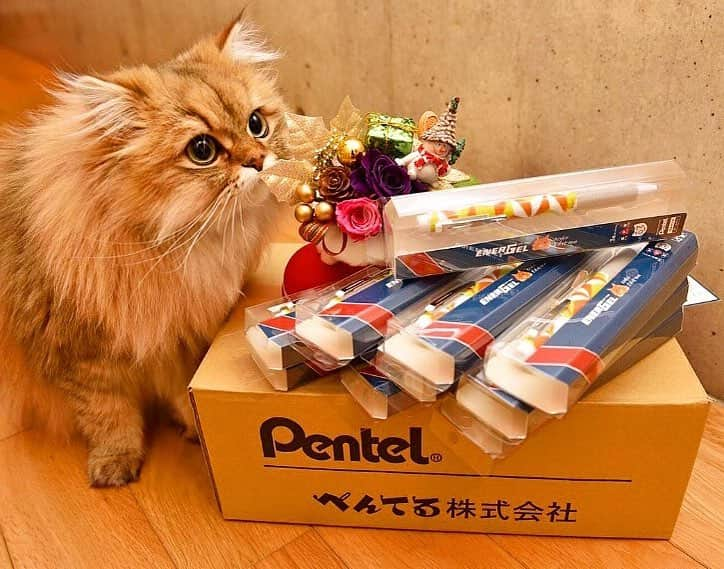 にこさんのインスタグラム写真 - (にこInstagram)「wonderful Christmas gift from @energel_neko 😻😍😻✒♥️♥️ . #pentel#energel#pen #nikoedition#notforsale . This is the best Christmas present ever✒🍍🍎🐈✒ . . ぺんてるさんの#へんなねこ キャンペーン。 8000件を越える投稿の中から5名。 選んで頂きありがとうございます。 当選者は #世界にひとつのねこ柄ペン をプレゼントしてもらえます。 . すなわち、ニコ柄ぺん！ 作って頂きました。 . イラストやパッケージまで凝られてる。 見た瞬間、すごいーって叫んだ。 😳😲😭👏🏻👏🏻👏🏻👏🏻 . 飼い主の勝手なイメージで ニコの柄って黄色と黒なのかな？ 阪神タイガース風のペンが届くのかな？ と思ったり。 . 首の飾り毛をイメージした星柄。 毛色のオレンジ。 瞳のグリーンがかった黄色。 素敵なイメージを形にしてくれた デザイナーさんに感謝です。 . 彼、家族、お友達にも使ってもらおう！ 2017年、愛用させて頂きます！！ どうもありがとうございました🙏🏻 . ニコ柄ペンは販売されません。 . ぺんてるさんより #エナージェル限定ねこ柄 のペンが 6種類発売されています。 . アメショー/ハチワレ/シャム キジトラ/アビシニアン/三毛 . 大人気だそうですよ。 ねこ好きさんは是非 チェックしてみてください♥️ . #ぺんてる#エナージェル #ボールペン#みんねこ #猫柄#文房具#手書き #チンチラゴールデン #みんねこ#ねこらぶ  #にゃんすたぐらむ #ねこすたぐらむ#d750 #stationary#bollpointpen #catmyboss#catsofinstagram #magnificent_meowdels  #bestcats_oftheworld #cats_of_world_#instacat #petstagram#catstagram」12月26日 12時47分 - nikon.neko.official