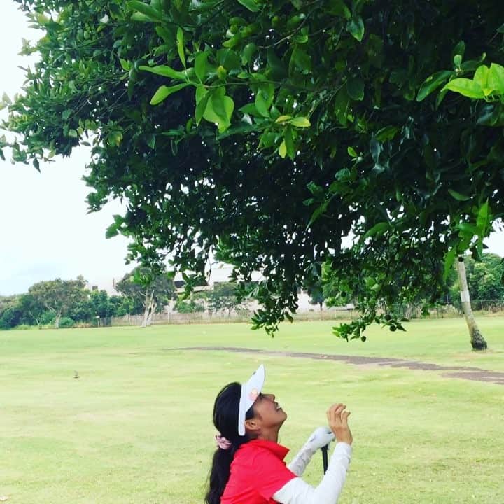 内藤聡子のインスタグラム：「1日遅れのmerryXmas✨🎄✨ 私はサンタカラーでゴルフ中に柑橘類を摘んでましたよ🎵 今週発売のananもよろしくお願いします😄 #カラマンシー #golf #hawaii」