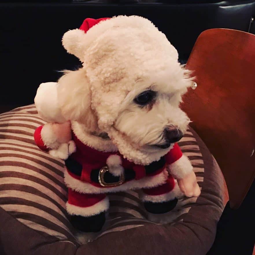 相武紗季のインスタグラム：「クリスマスが終わったら大晦日までアッと言う間👀💦残りわずかな2016年。やり残しのないように、気を引き締めて。年末まで仕事頑張るぞー！」