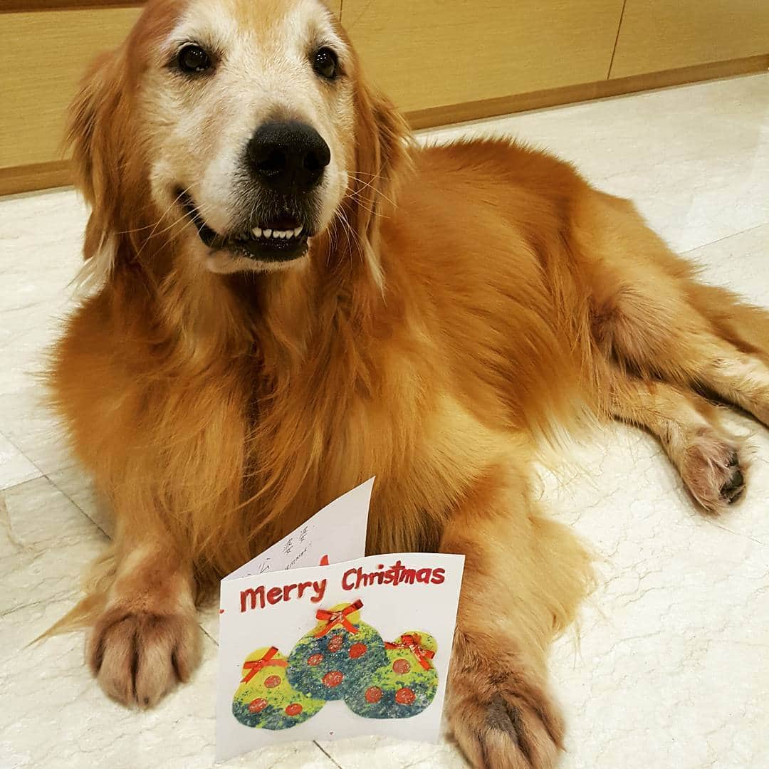 cosmothedogのインスタグラム：「Merry Christmas and Happy Boxing Day!」