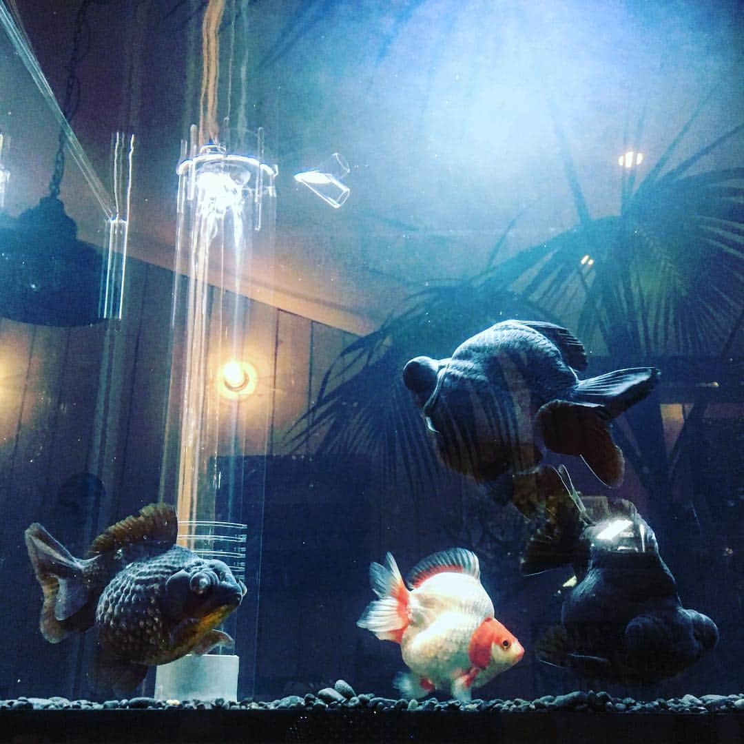 佐田正樹さんのインスタグラム写真 - (佐田正樹Instagram)「金魚は植物と違って動くから4匹まとめていい顔で撮るのは難しい。 #金魚 #オーバーフロー水槽 #癒し #アクアリウム」12月27日 20時42分 - satakisama