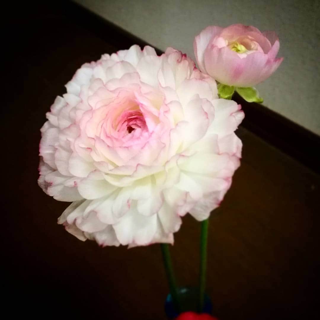 石川翔子のインスタグラム：「いつの間にか蕾の子も開いてた。きれい。」