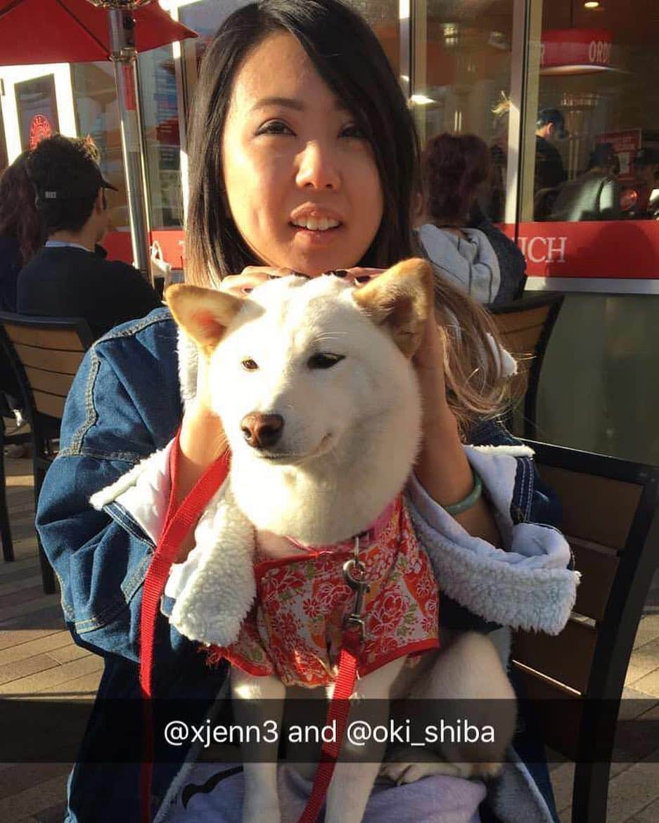 Tofu The Shibaのインスタグラム：「Hanging out with @xjenn3 while dad was getting food. She tells the scariest stories about pets.」
