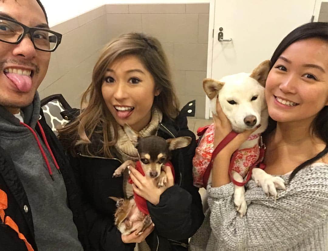 Tofu The Shibaのインスタグラム：「I got to meet @misscatherinelynn's new dog, Kingston. Also, I got to meet @claricesyh and her friend. Fun times even though I was freezing by nose off. Happy holidays!」