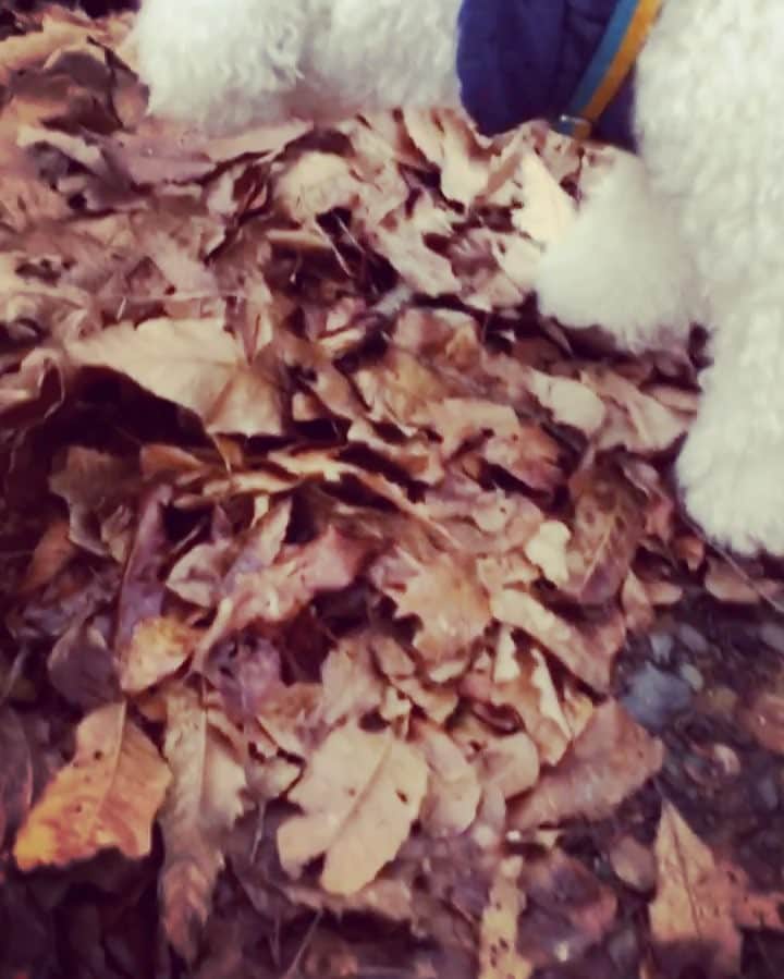 松山愛里のインスタグラム：「テクテクテク🐾 パパ👨🏻とお姉ちゃんと👧🏻お散歩だ〜い🐶🎶 #松山ノエル#ビションフリーゼ#ただいま福岡」
