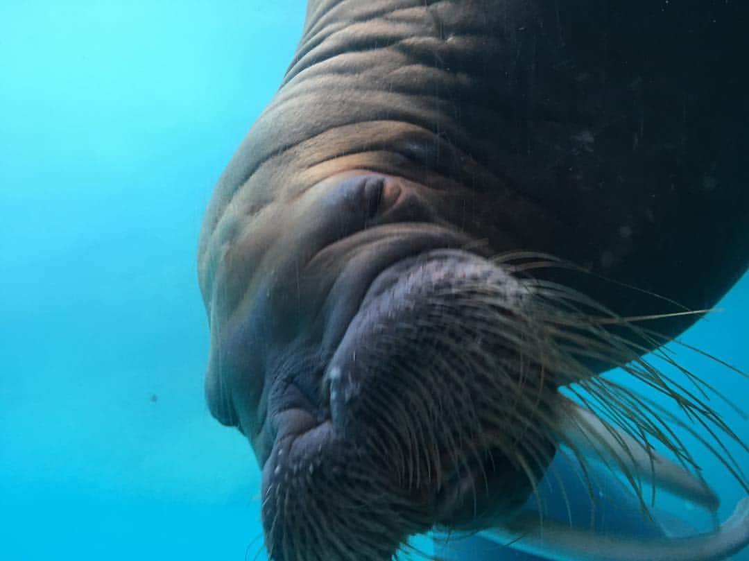 加織のインスタグラム：「🐬🐬🐬」