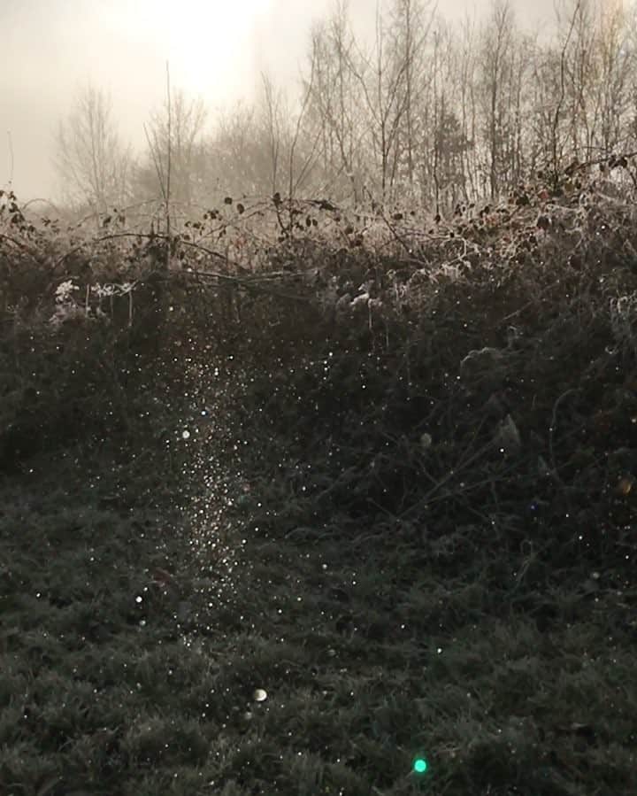 Eelco Roosのインスタグラム：「This morning was magical! The fog which was omnipresent, froze right before our eyes! #OntdekLandal @landalnl」