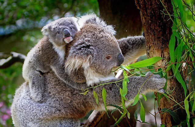 BabyAnimalのインスタグラム：「#コアラ #baby #animals #instalike#動物 #cuteanimal #可愛い #動物好き #動物好きな人と繋がりたい #instaanimal #animallovers #babyanimalstagram #follow #instagood #followme #l4l #instapic #instaphoto #like #photo #nice」