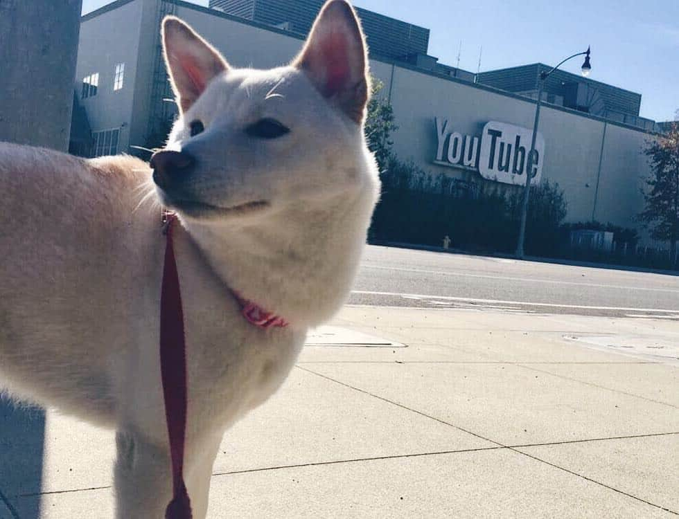 Tofu The Shibaのインスタグラム：「I'm ready for my close up. This was a fun Christmas. ^__^」