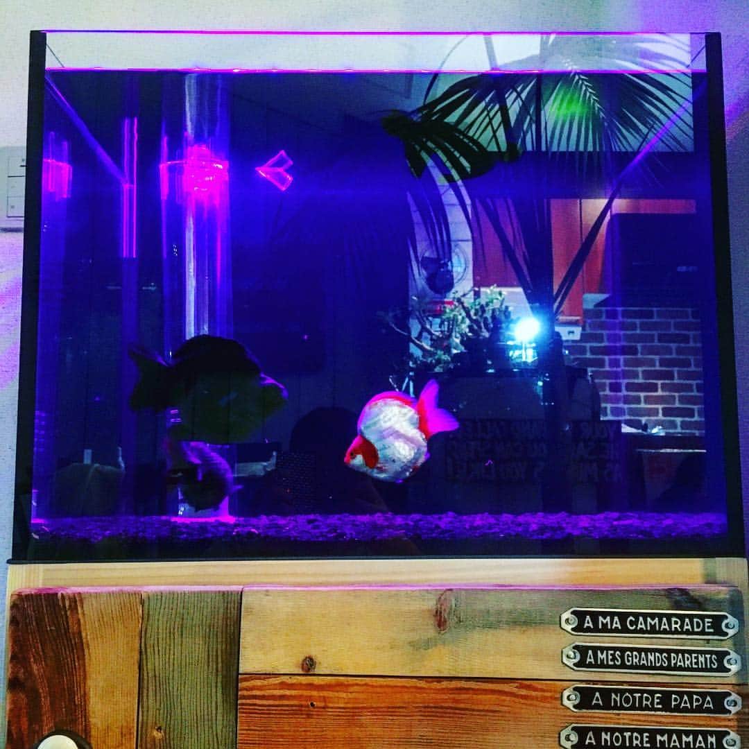 佐田正樹さんのインスタグラム写真 - (佐田正樹Instagram)「金魚水槽。照明。赤と青と白を好きに操られるLED。夜は青赤仕様で鑑賞。 #金魚 #癒し #オーバーフロー水槽」12月31日 1時53分 - satakisama