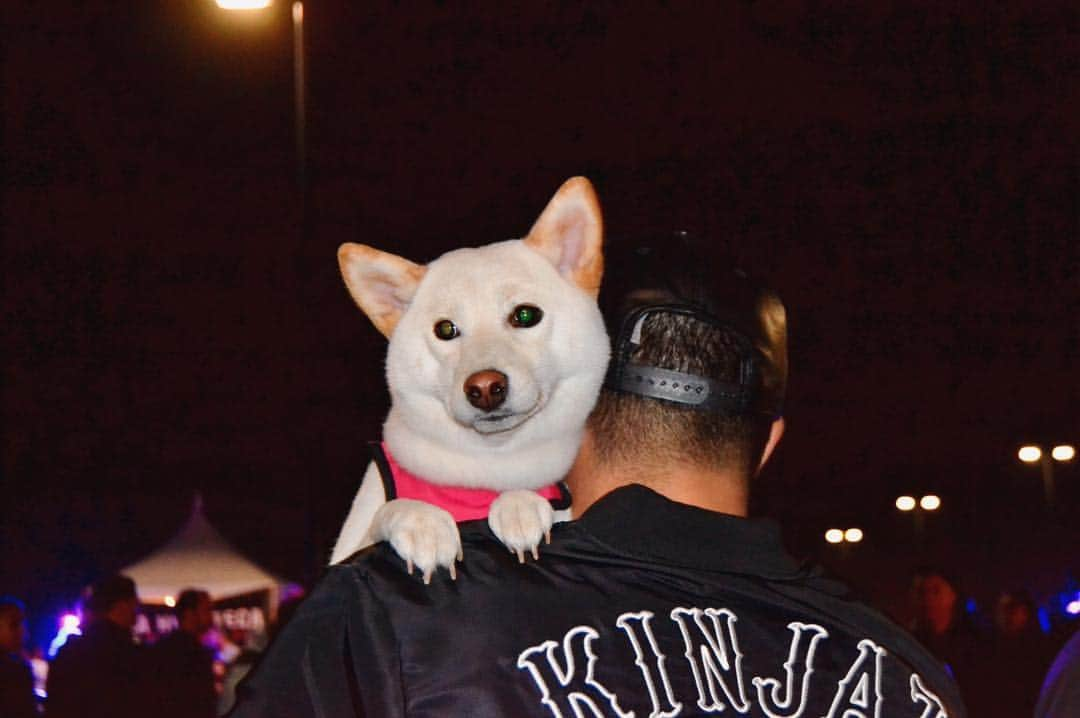 Tofu The Shibaのインスタグラム：「Oh giiiirl... 2017 just around the corner. Mhmm... dad repping his @kinjaz bomber jacket. What's everyone's plan for New Years?! I'm gonna go get my nails did.」