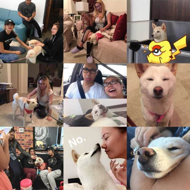 Tofu The Shibaのインスタグラム：「2016 was an interesting year. From Japan to USA with my family. す あけ まし て おめでとう !!」