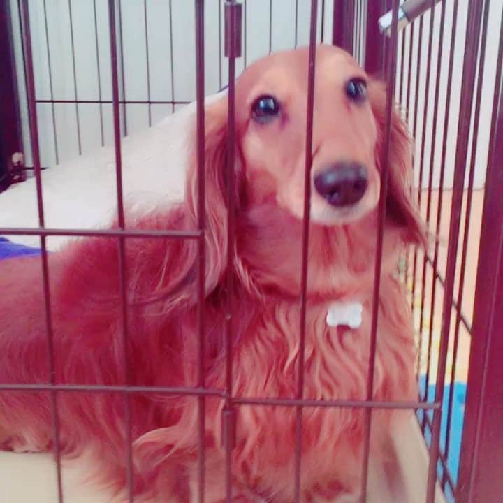 のインスタグラム：「元旦から我が屋のアイドルにメロメロなのです。あーもう食べたい可愛い大好き！🐶💕 #親バカ部 #犬 #わんこ #ミニチュアダックス #ミニチュアダックスフンド #dog #実家」