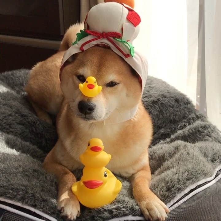 マロたんのインスタグラム：「Happy new year おめでとう🎊🎉🍾 あけましておめでとうございまろ🎍 #旧年中はお世話になりました #本年もよろしくお願いいたします #柴犬 #shibainu #shiba  #weeklyfluff #ilovemydog」